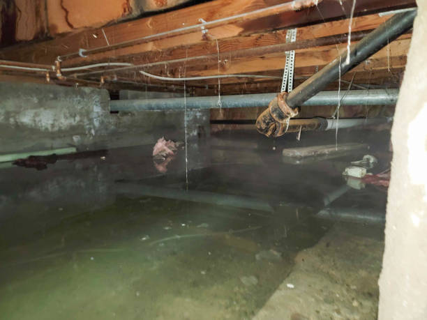 Best Basement water damage restoration  in Metter, GA